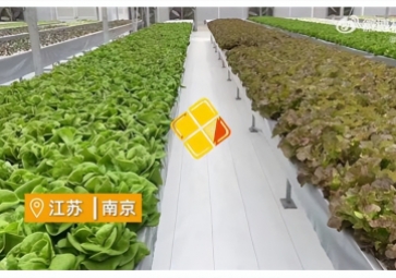 聚英智慧溫室控制系統(tǒng)，建設(shè)植物工廠，一年多茬