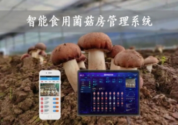  智能食用菌菇房管理系統(tǒng)，物聯(lián)網(wǎng)方案應(yīng)用，打造菌菇種植工廠