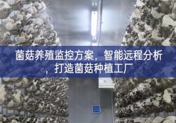 「智慧養(yǎng)殖」菌菇養(yǎng)殖監(jiān)控方案，智能遠程分析，打造菌菇種植工廠